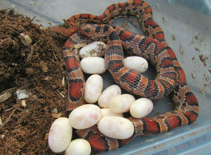 Okeetee Corn Snake